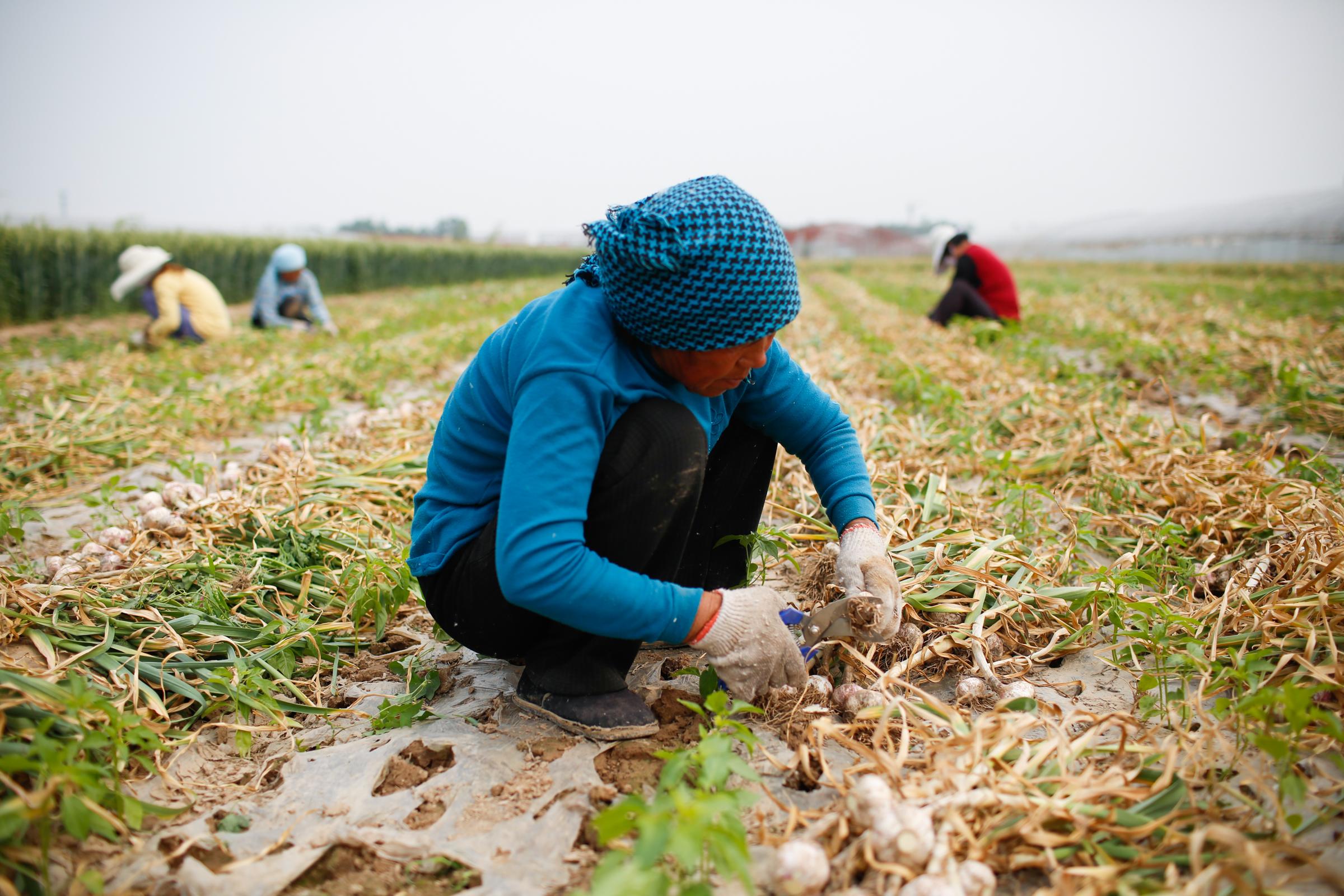金鄉(xiāng)大蒜行情，繁榮蒜市背后的產(chǎn)業(yè)洞察與趨勢(shì)展望