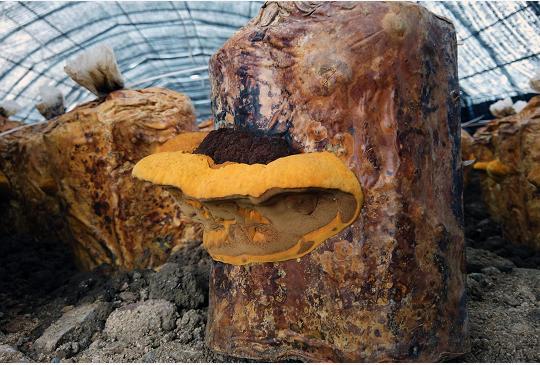 桑黃的價格探索之旅，尋找內(nèi)心平靜的旅程