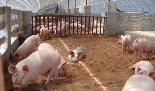 全國生豬行情的勵志進化之旅