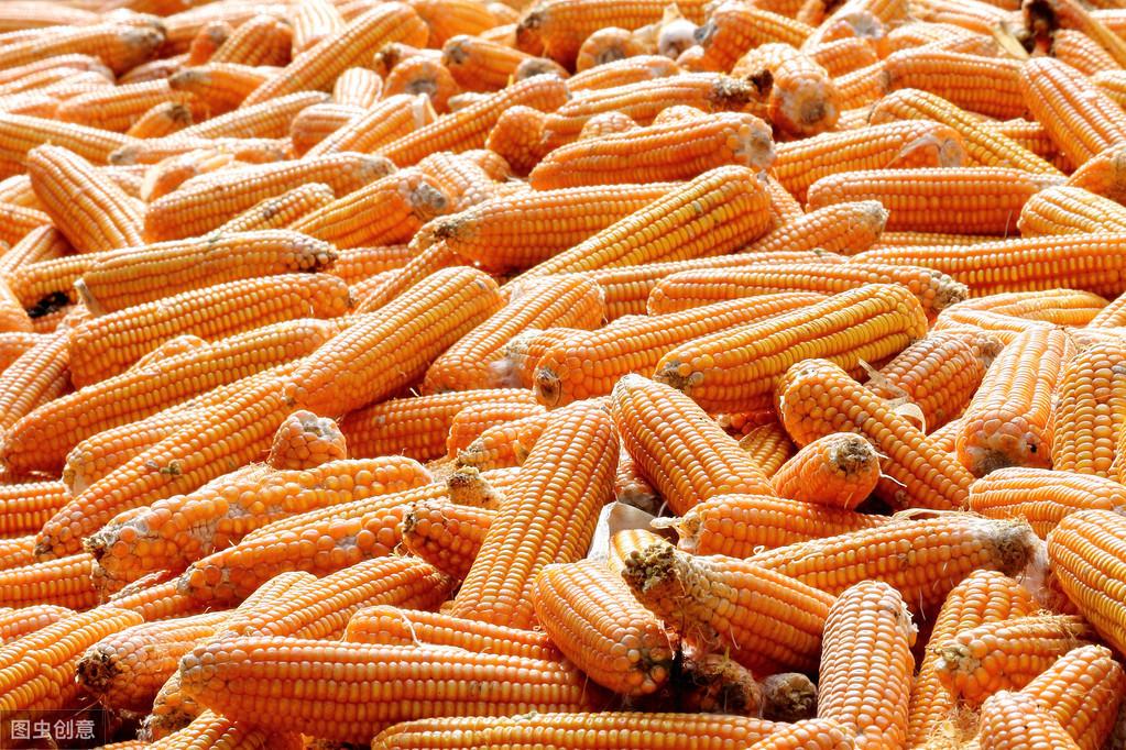今天的玉米行情,今天的玉米行情，一場(chǎng)與自然美景的親密旅行