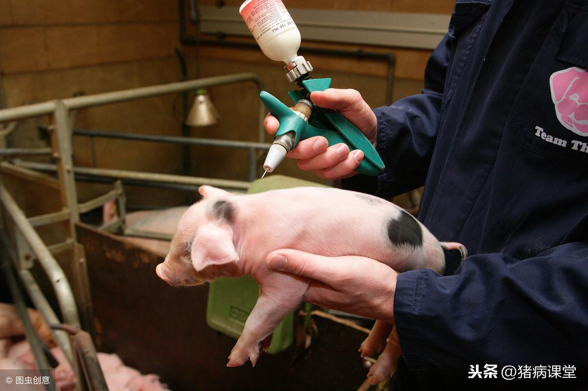 非洲豬瘟疫苗上市，影響與觀點分析