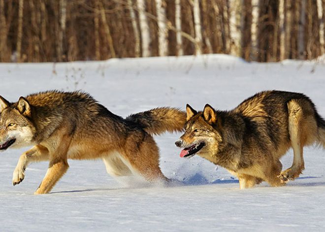 灰狼網(wǎng)最新，城市生活的溫馨日常與友情魔法之道