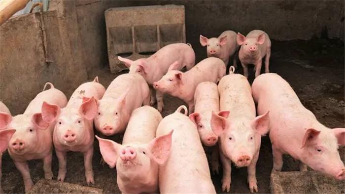 最新肉豬價概覽，歡樂豬肉市場的行情之旅