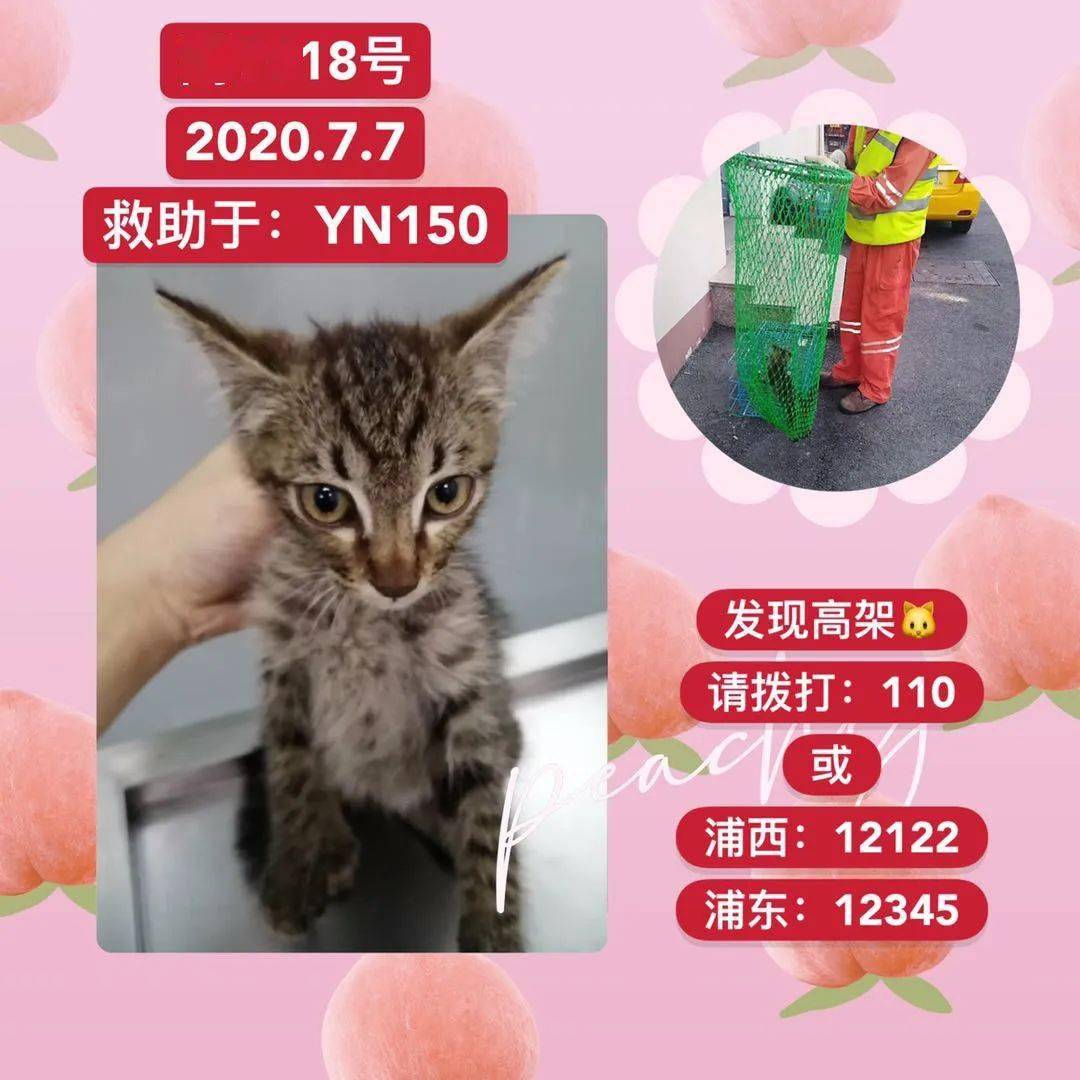 最新七貓，溫馨日常趣事分享