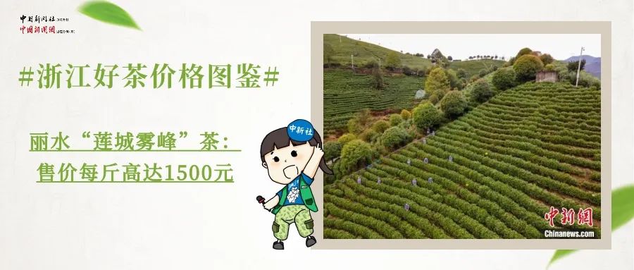 新茶最新價格動態(tài)，茶葉市場情報集結(jié)