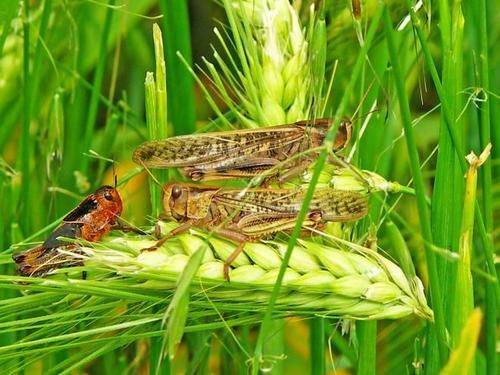 智能蝗蟲監(jiān)控系統(tǒng)，科技新寵，蝗蟲防治的新篇章