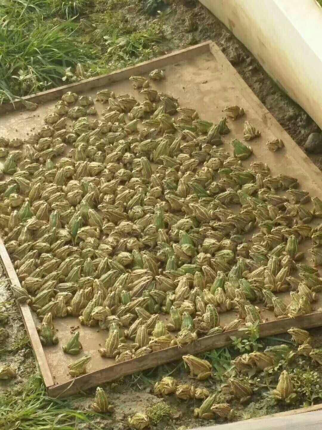 青蛙養(yǎng)殖最新趨勢(shì)與實(shí)踐指南