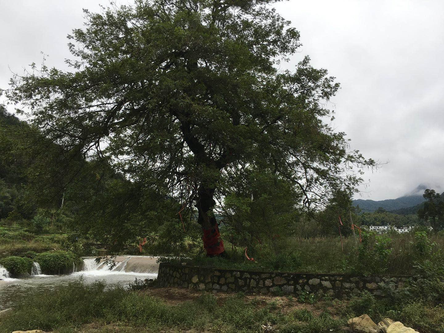 金寨縣關(guān)廟鄉(xiāng)最新新聞報(bào)道匯總