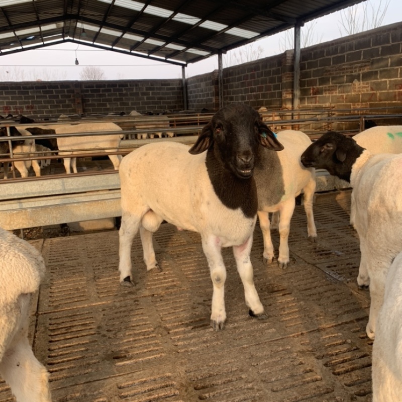 杜泊羊最新種公圖片，背景、影響與時代地位一覽