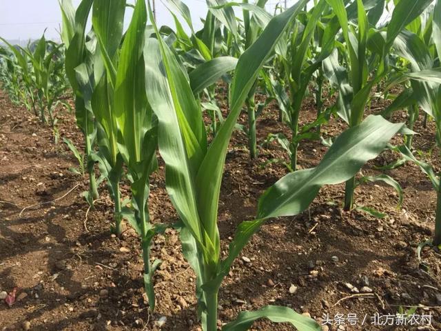 遇見自然美景與鐵研最新玉米種，探索之旅開啟