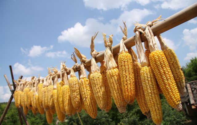 呂梁玉米價(jià)格最新行情，機(jī)遇與自我超越的探尋之路